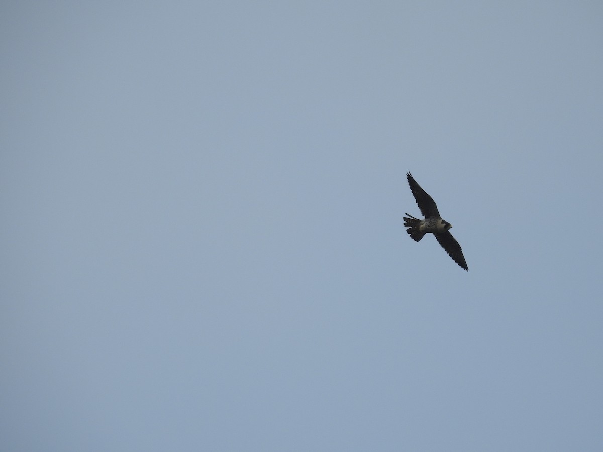 Peregrine Falcon - ML160071451