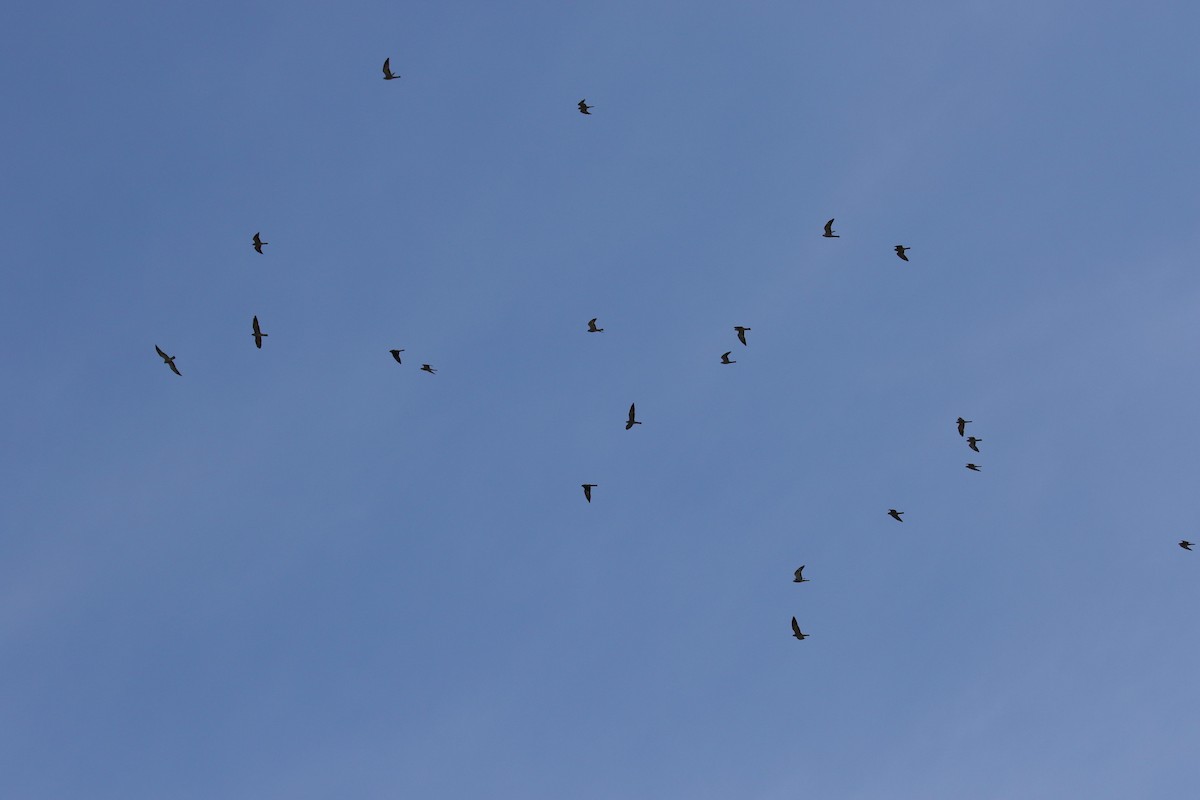 Mississippi Kite - Liam Hart