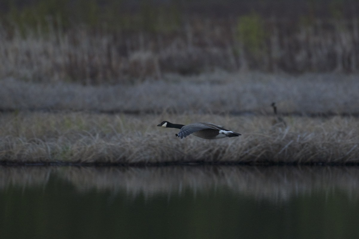 Canada Goose - Josiah Verbrugge