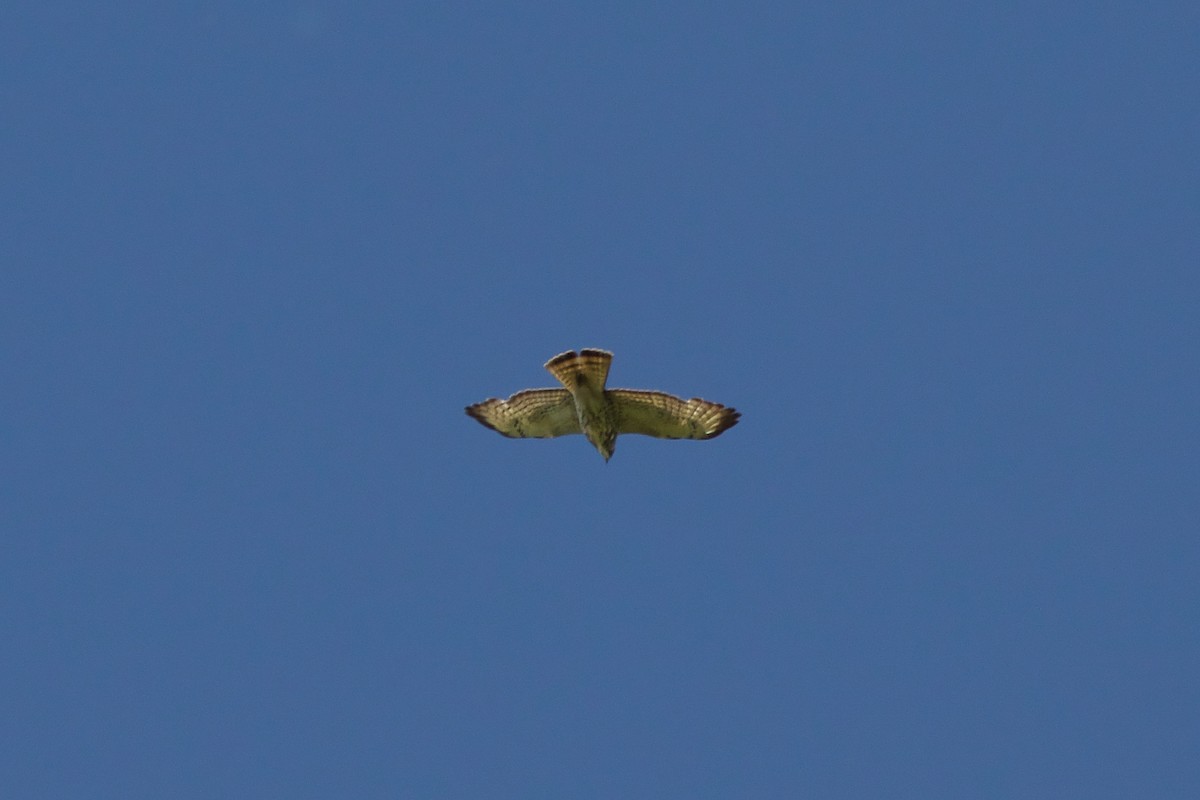 Broad-winged Hawk - ML160075741