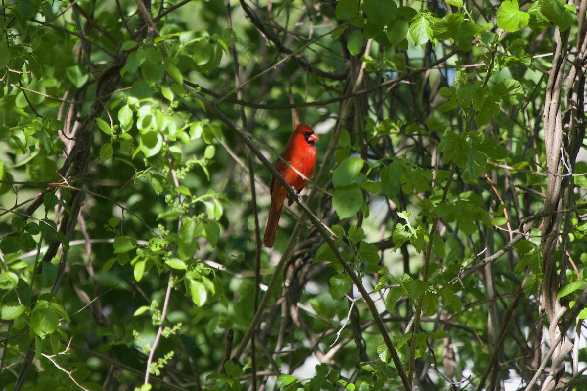 Cardinal rouge - ML160075991