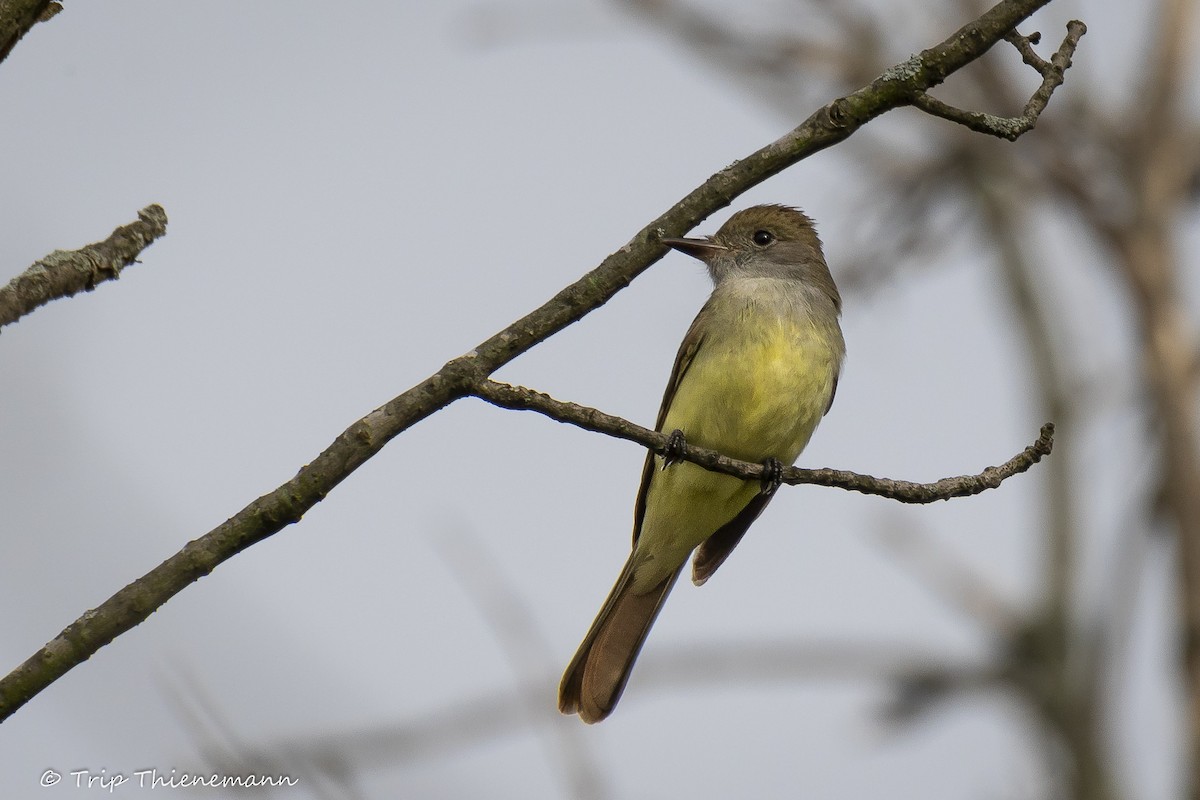 Great Crested Flycatcher - ML160076911