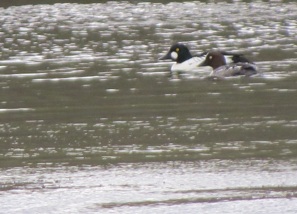 Common Goldeneye - ML160077131