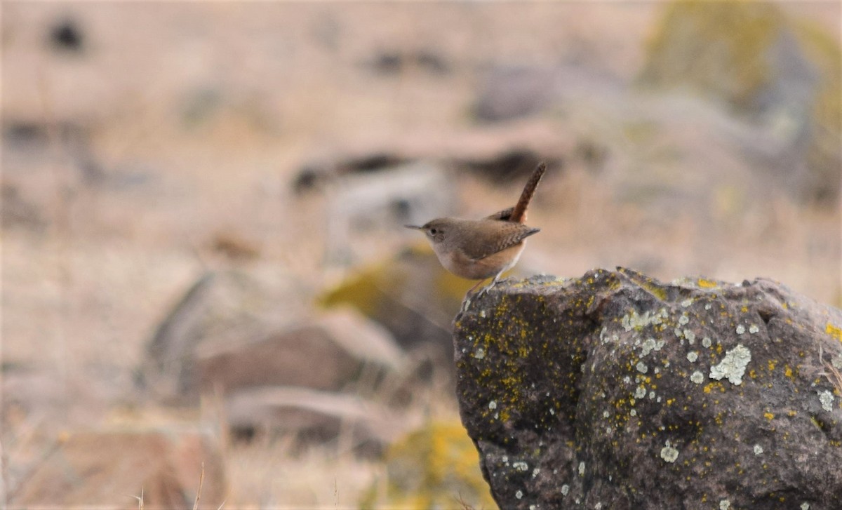 House Wren - ML160078751