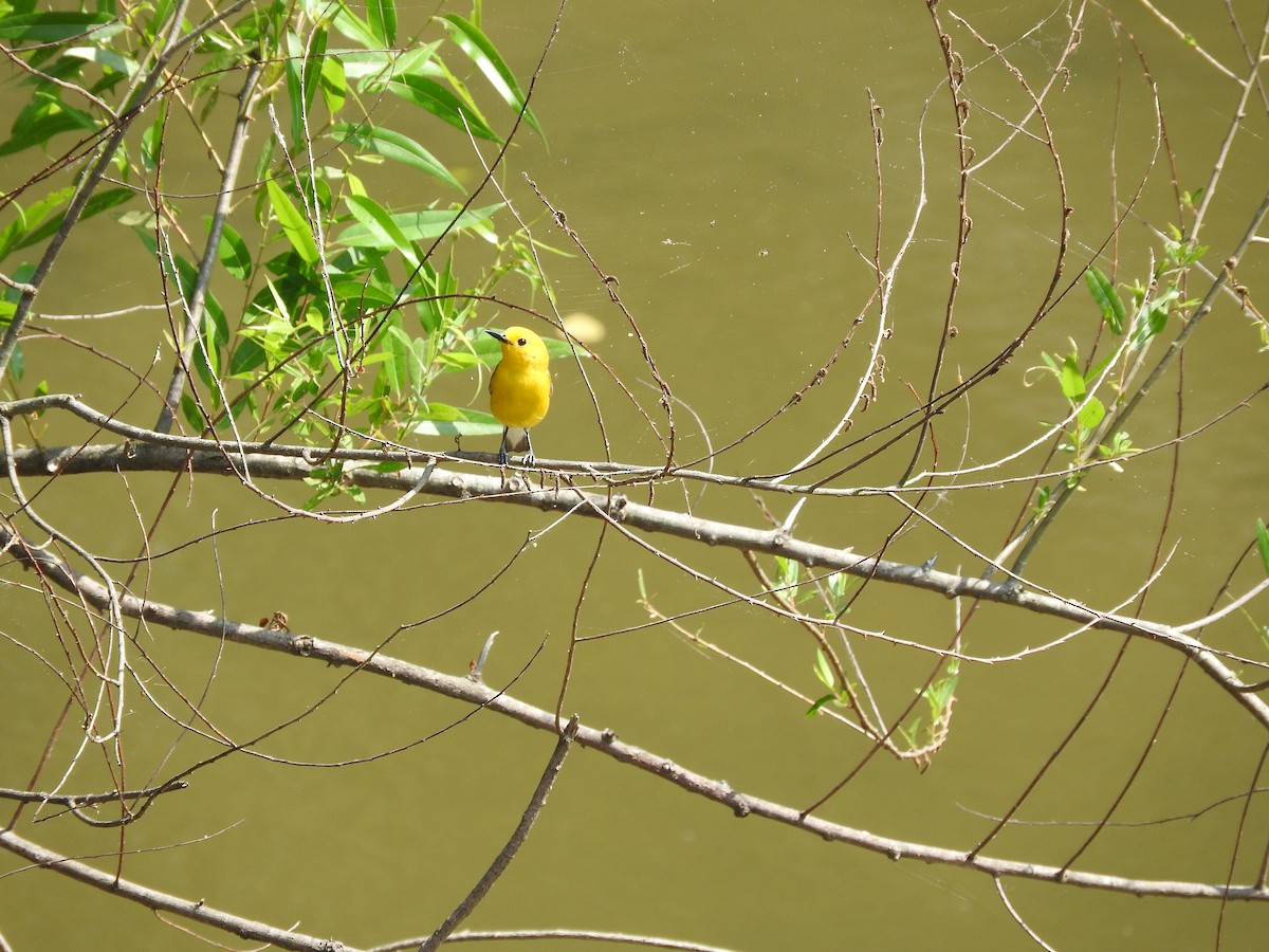 Prothonotary Warbler - ML160079221