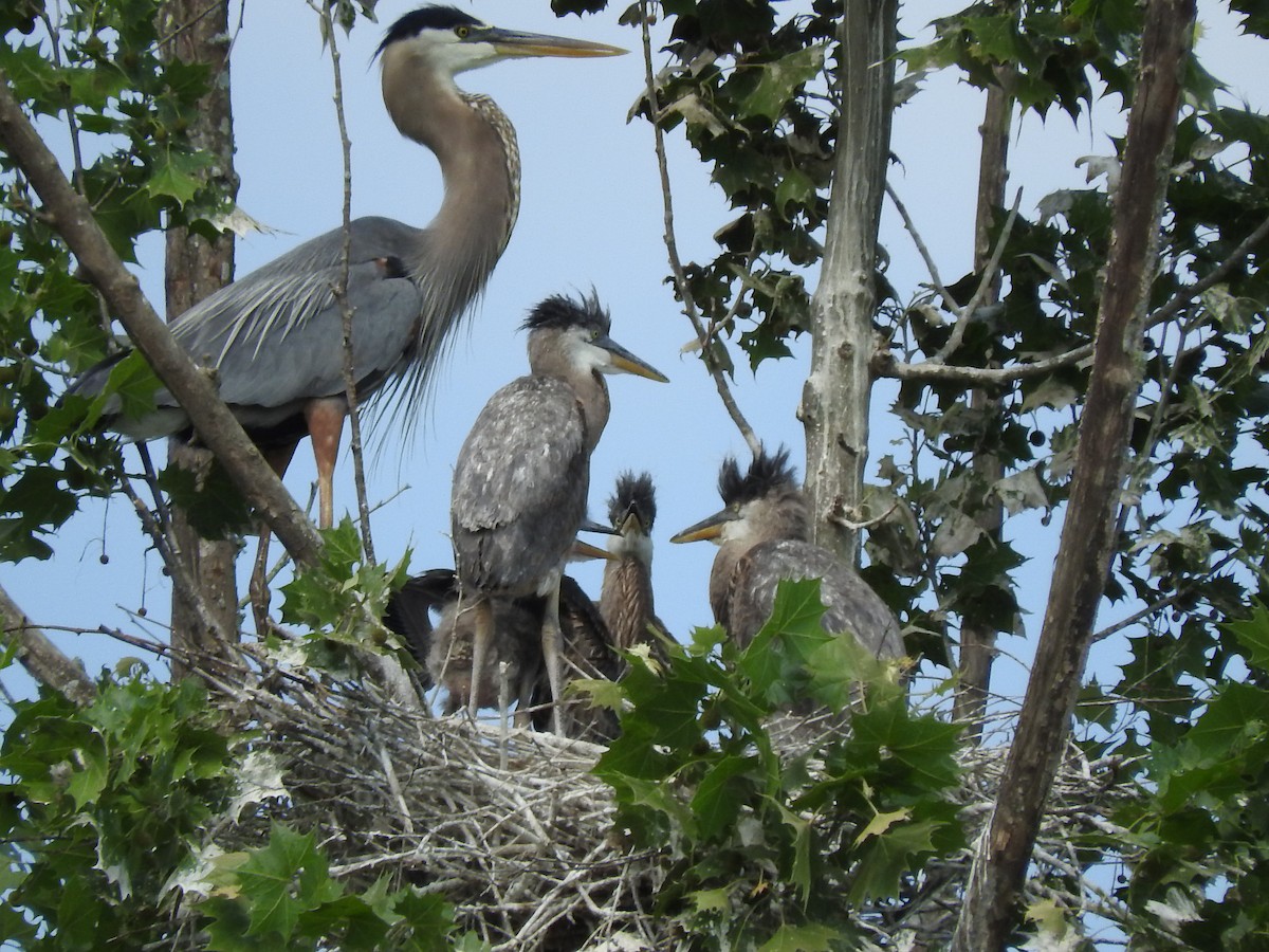 Great Blue Heron - ML160080041