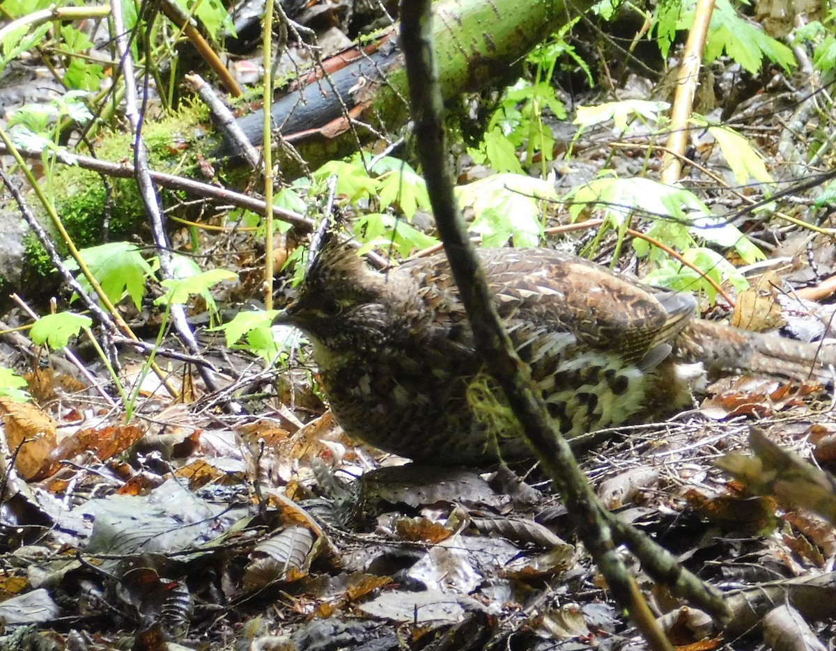 Ruffed Grouse - ML160080061