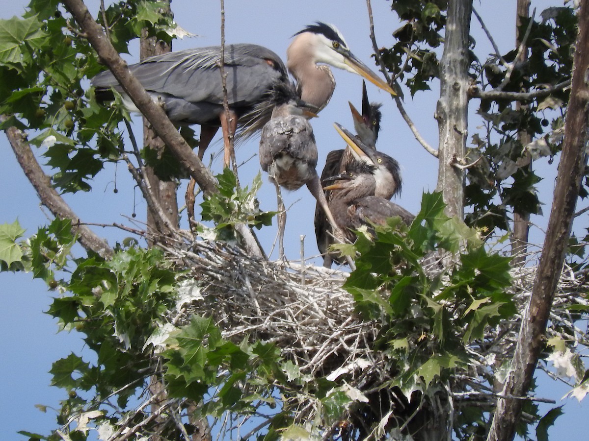 Great Blue Heron - ML160080551