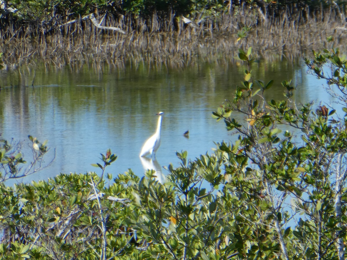 Reddish Egret - ML160080961