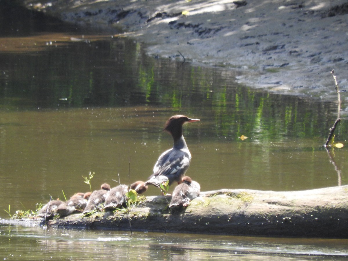 Common Merganser - ML160081251