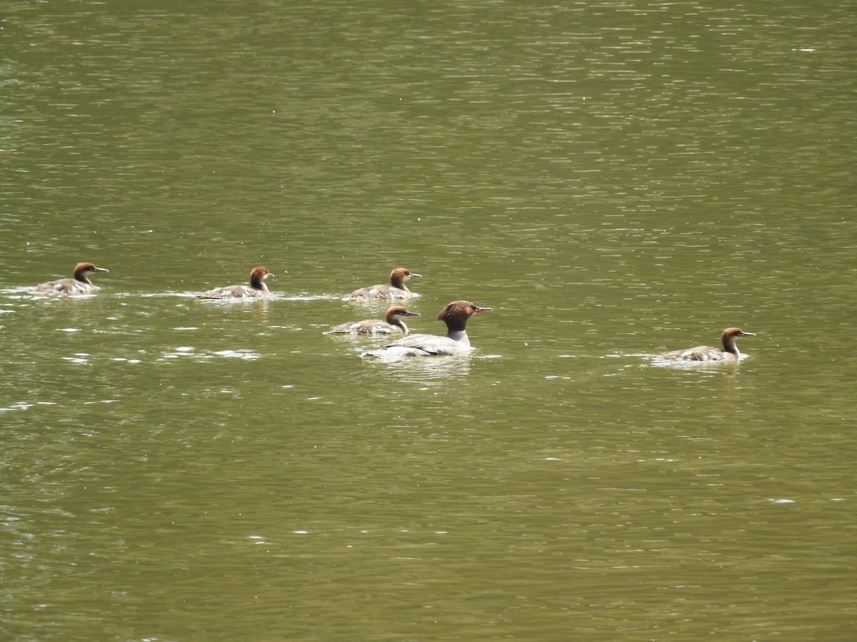 Common Merganser - ML160081441