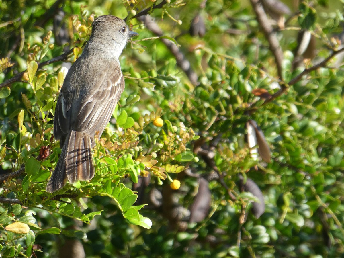 La Sagra's Flycatcher - ML160081461