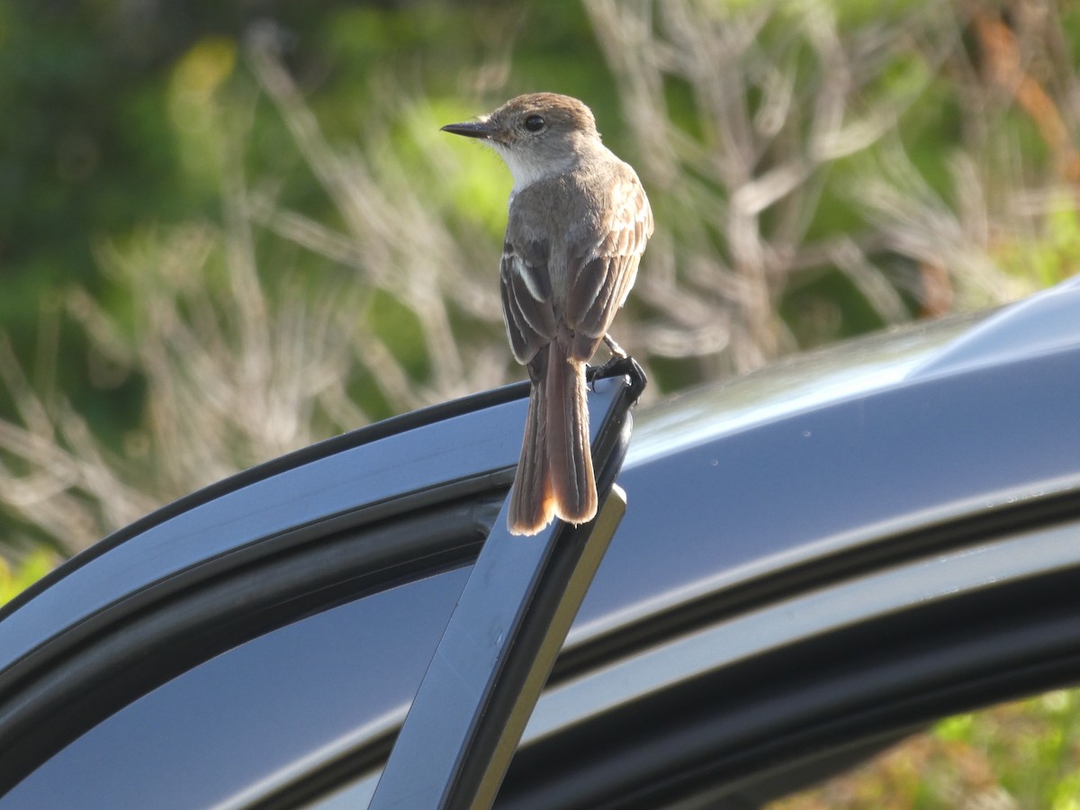 La Sagra's Flycatcher - ML160081521