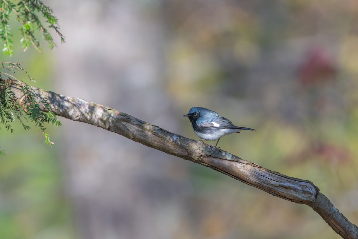 Black-throated Blue Warbler - Atticus Soehren