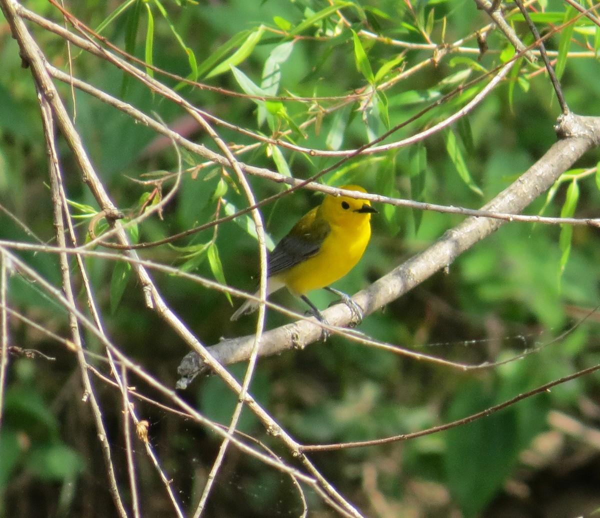 Prothonotary Warbler - ML160083431