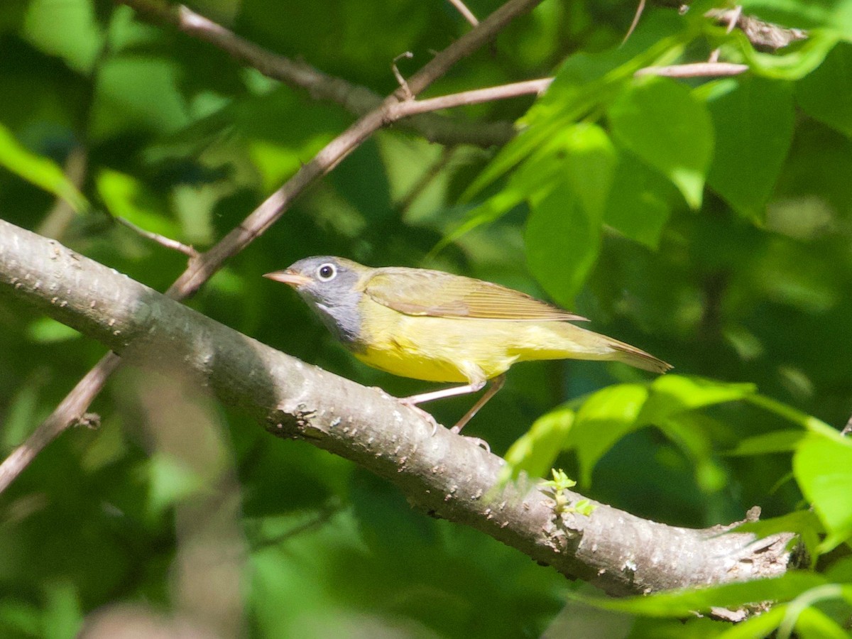 Connecticut Warbler - ML160084131