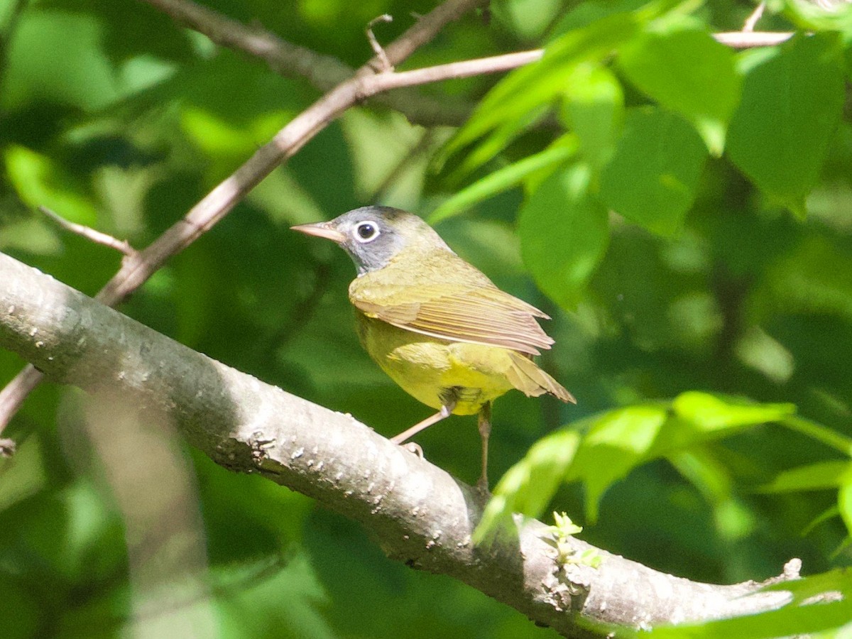 Connecticut Warbler - ML160084781