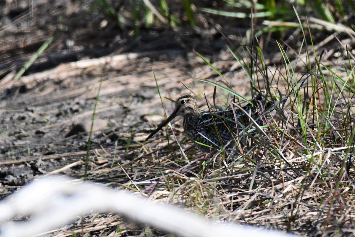 Wilson's Snipe - ML160091731