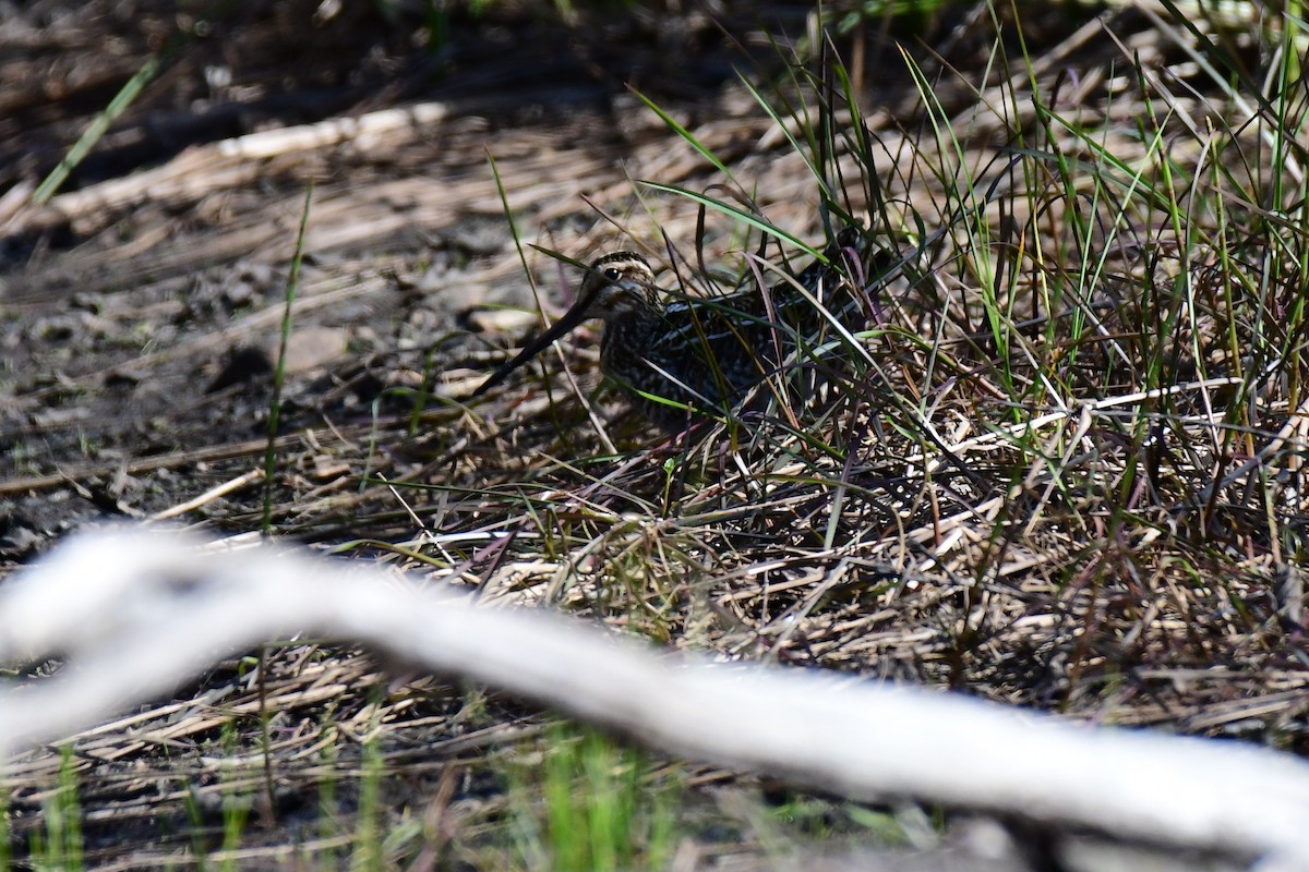 Wilson's Snipe - ML160091771