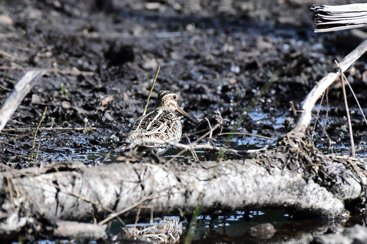 Wilson's Snipe - ML160091851