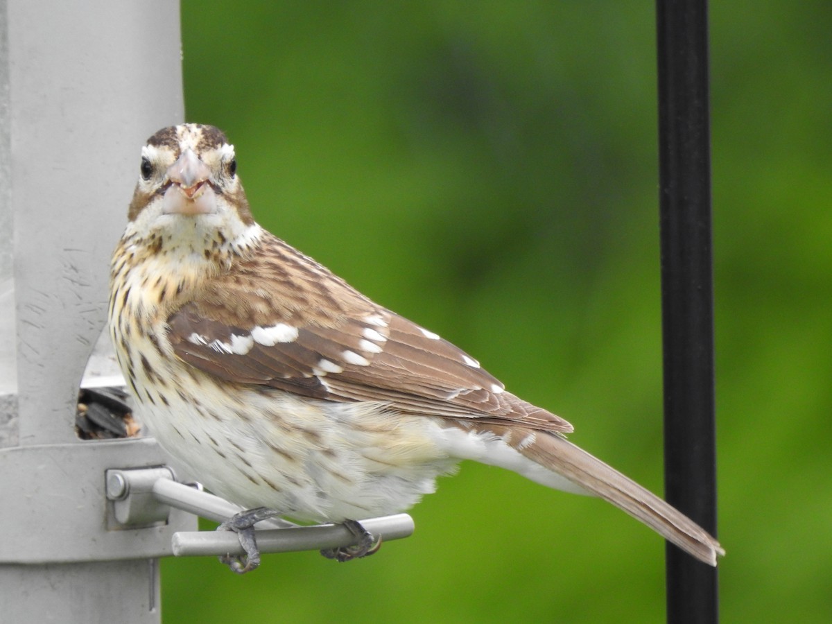 Rose-breasted Grosbeak - Jacques Bélanger