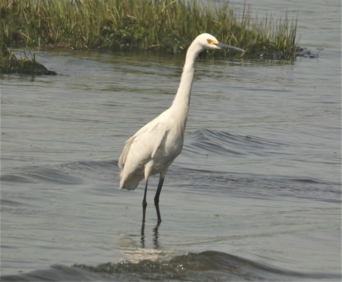 Snowy Egret - ML160093491