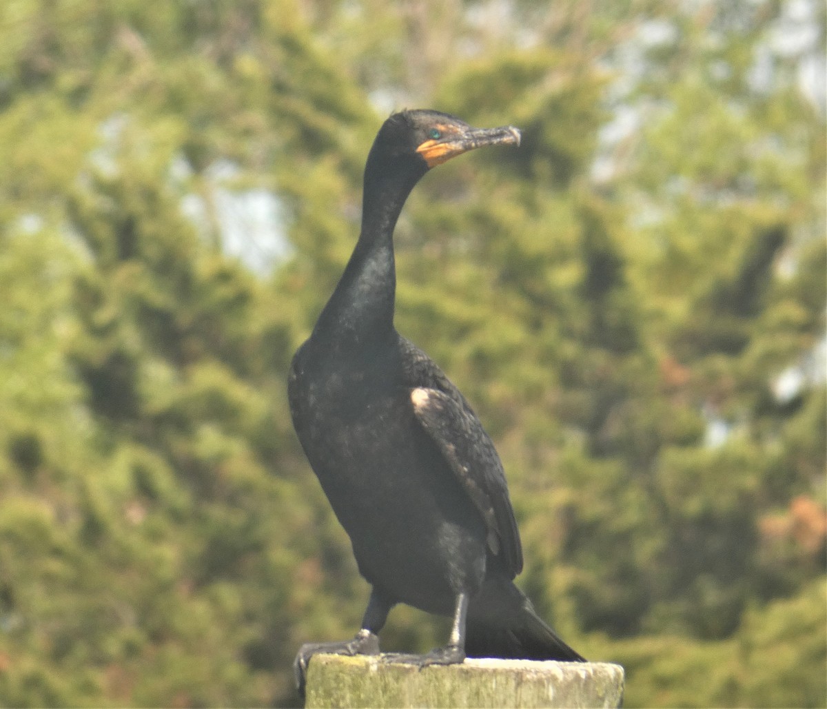 Double-crested Cormorant - ML160093531