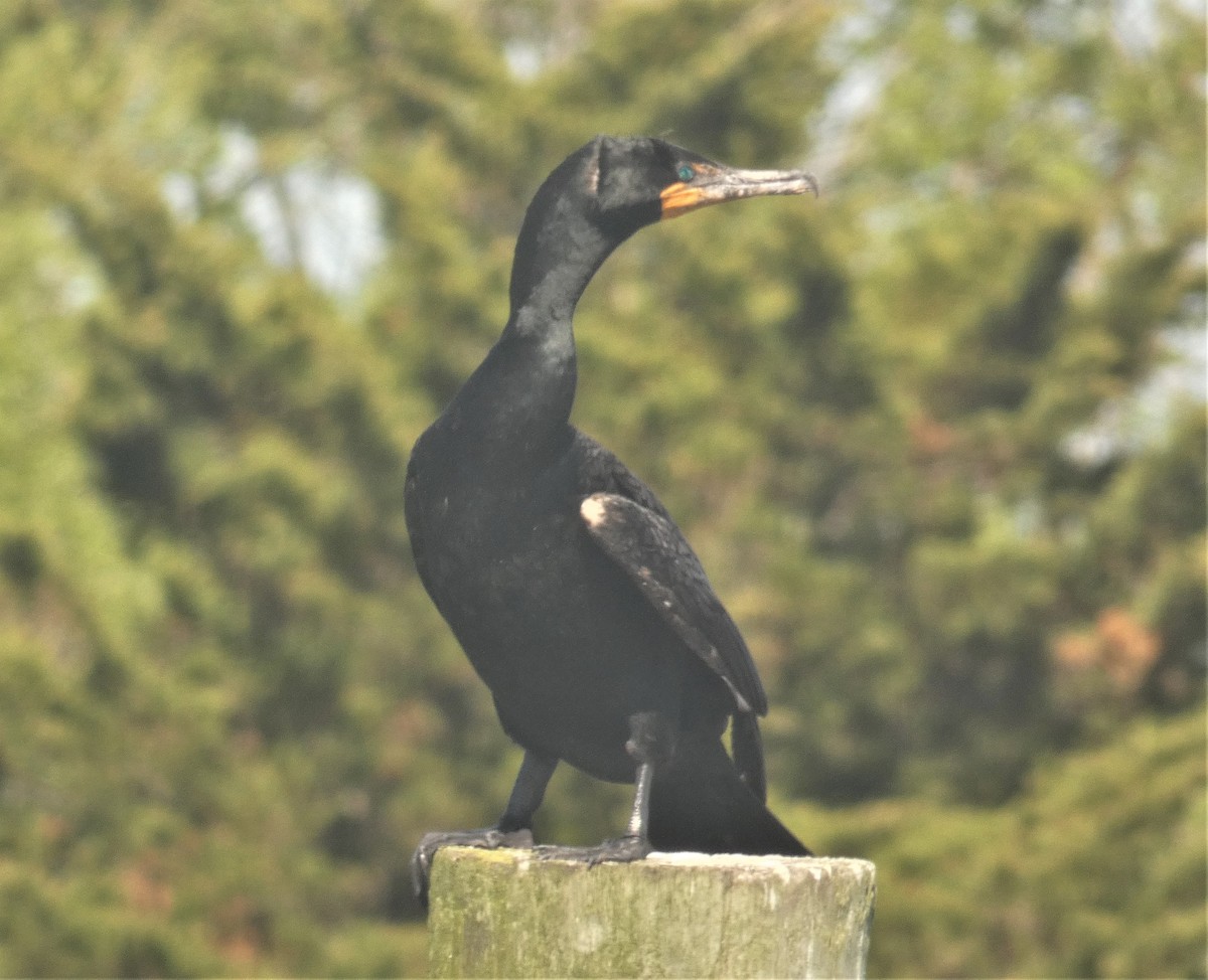 Double-crested Cormorant - ML160093571
