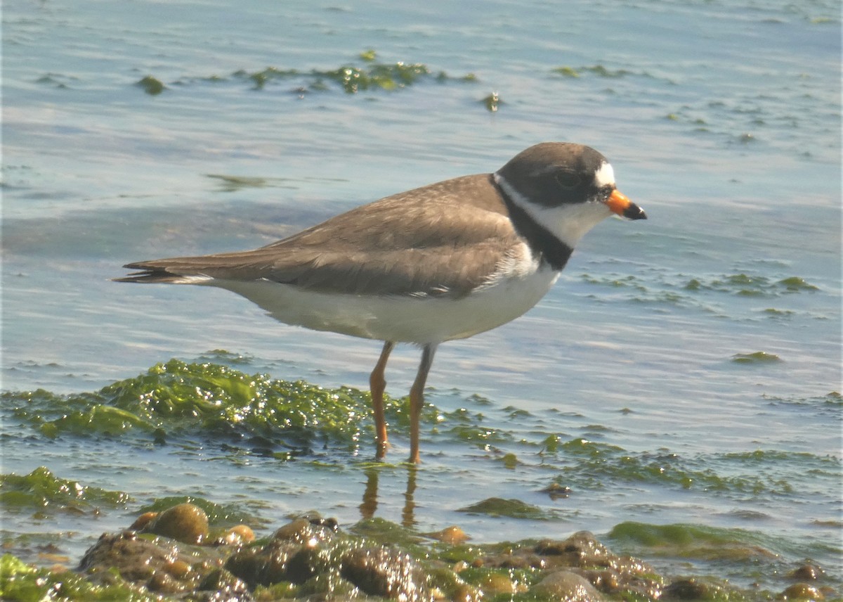 Semipalmated Plover - ML160093931