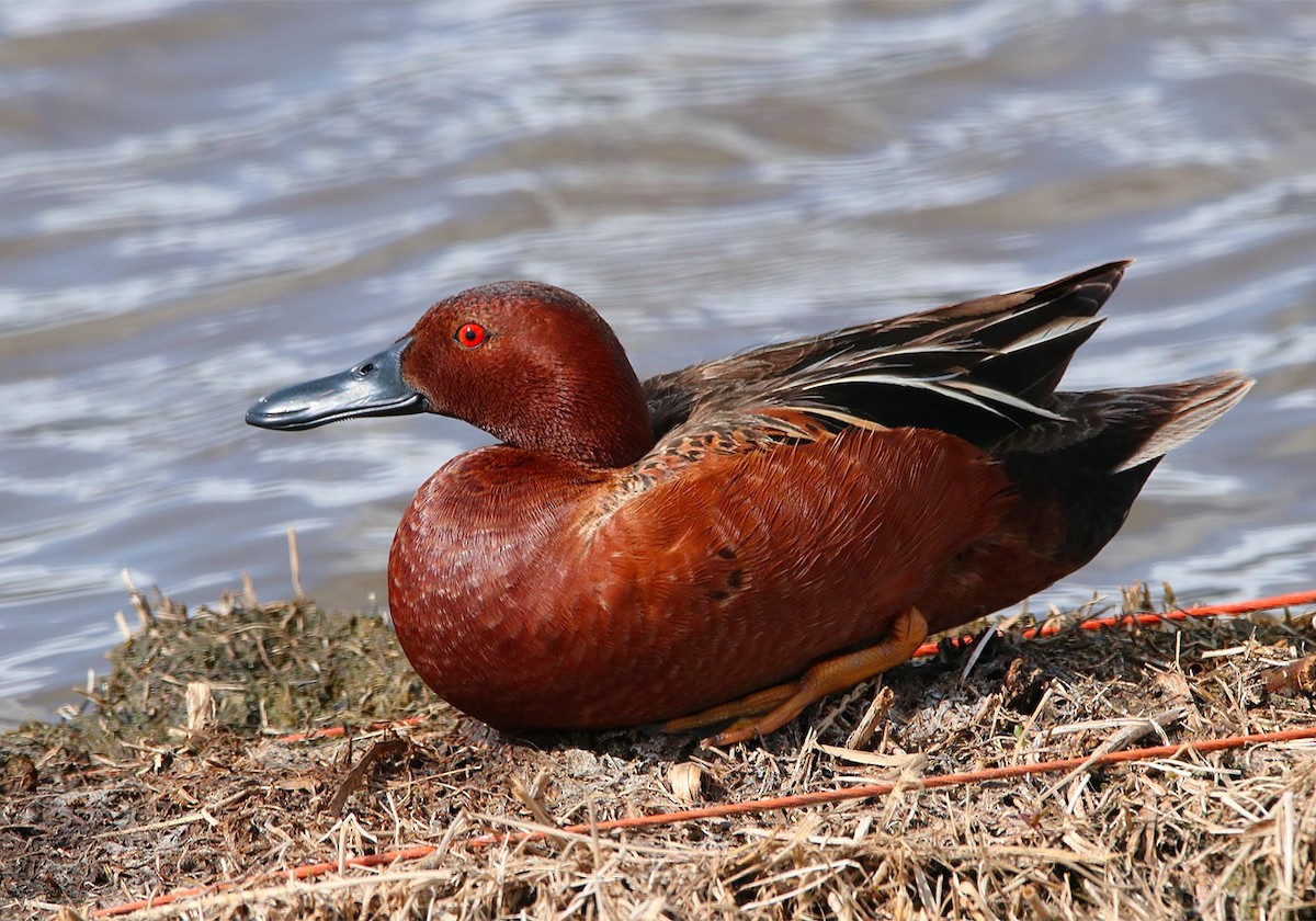 Cinnamon Teal - ML160094001