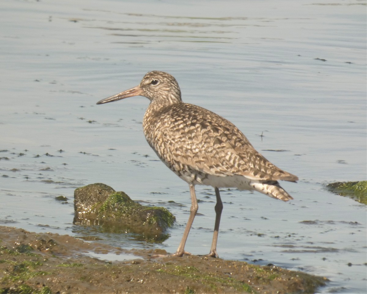 Willet - ML160094071