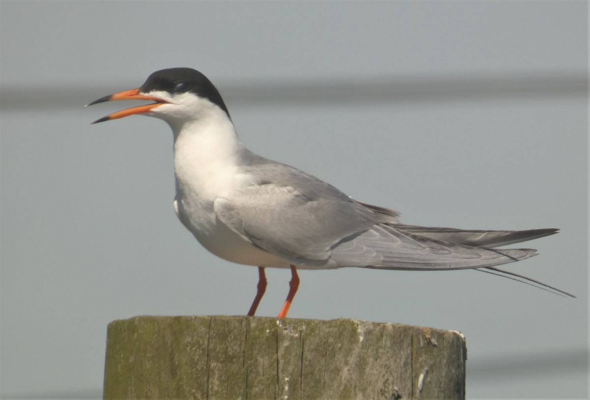 Forster's Tern - ML160094601