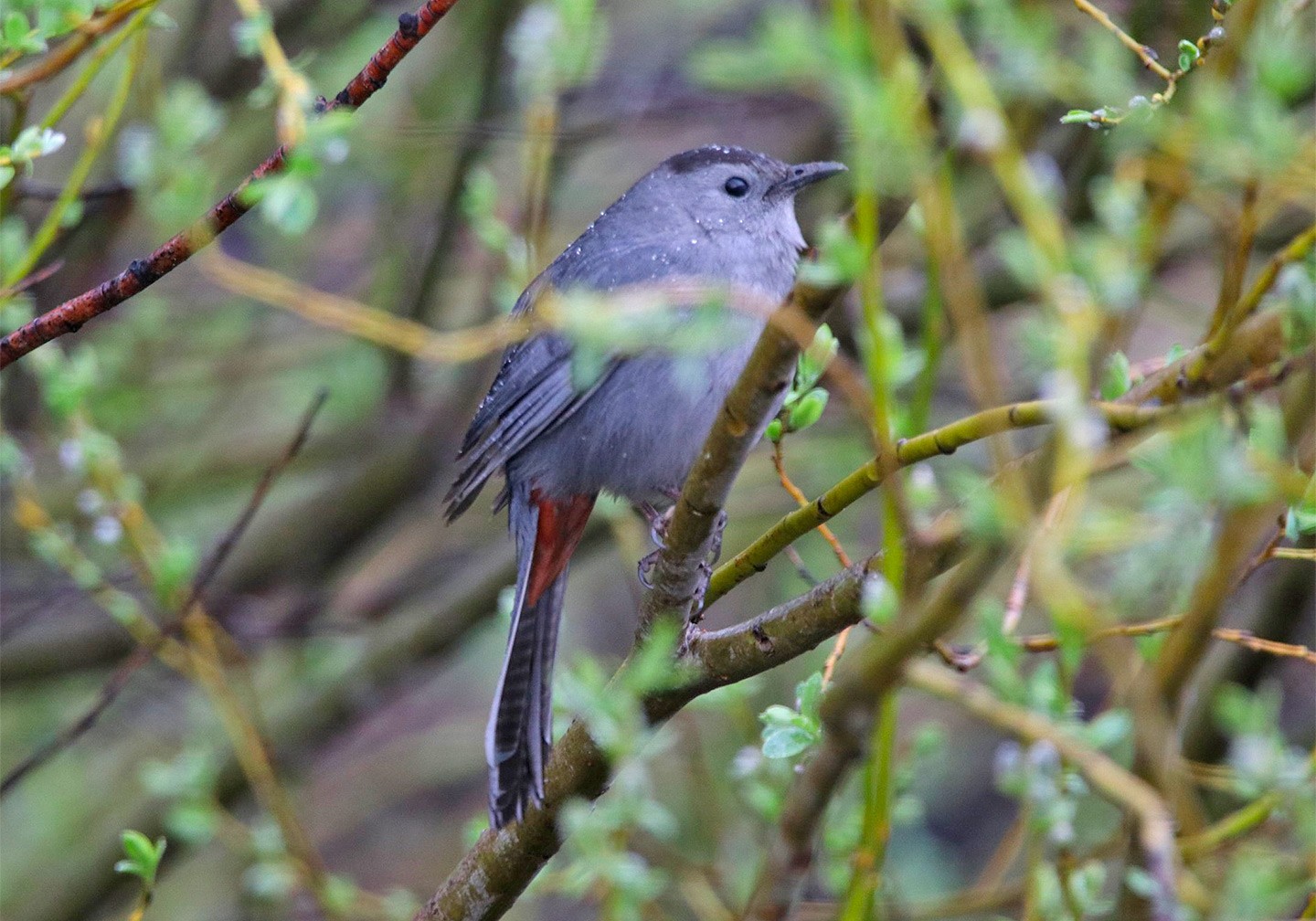 Gray Catbird