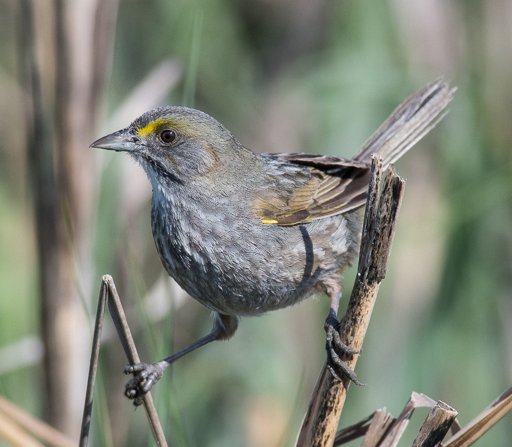 Seaside Sparrow - ML160096501