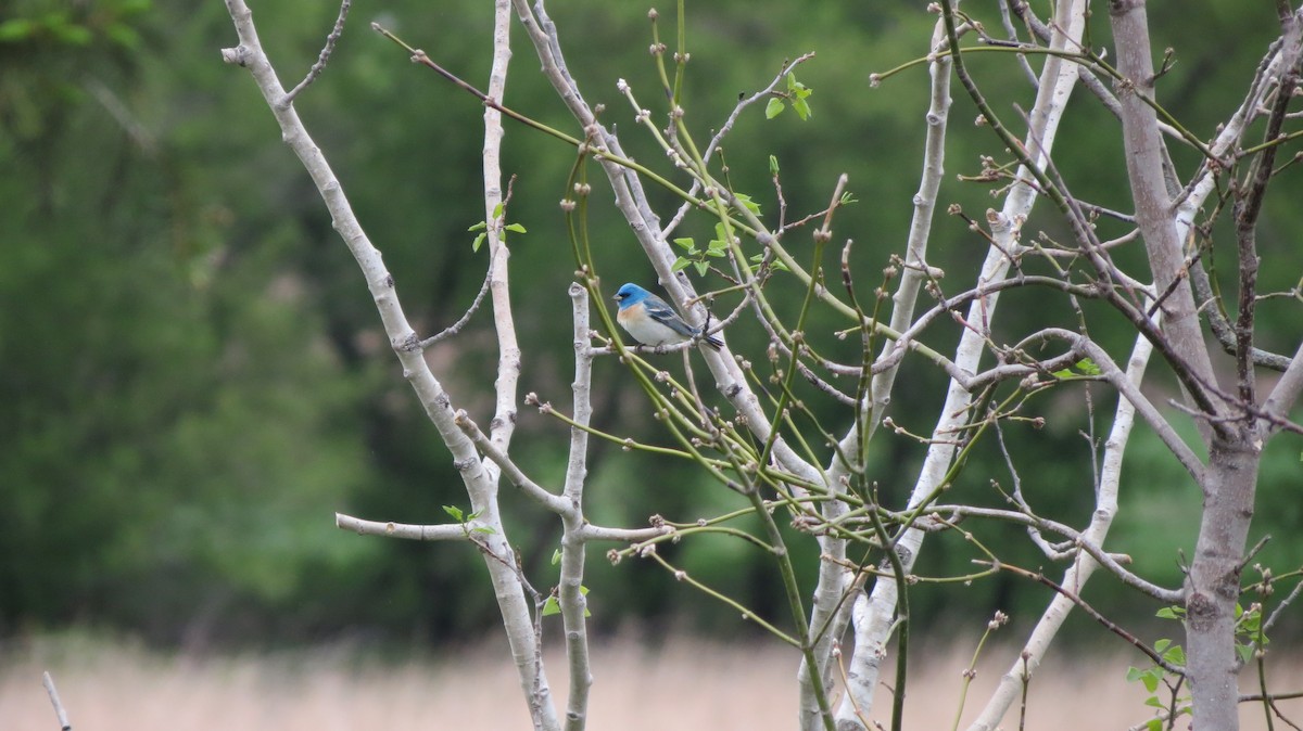 Lazuli Bunting - ML160096831