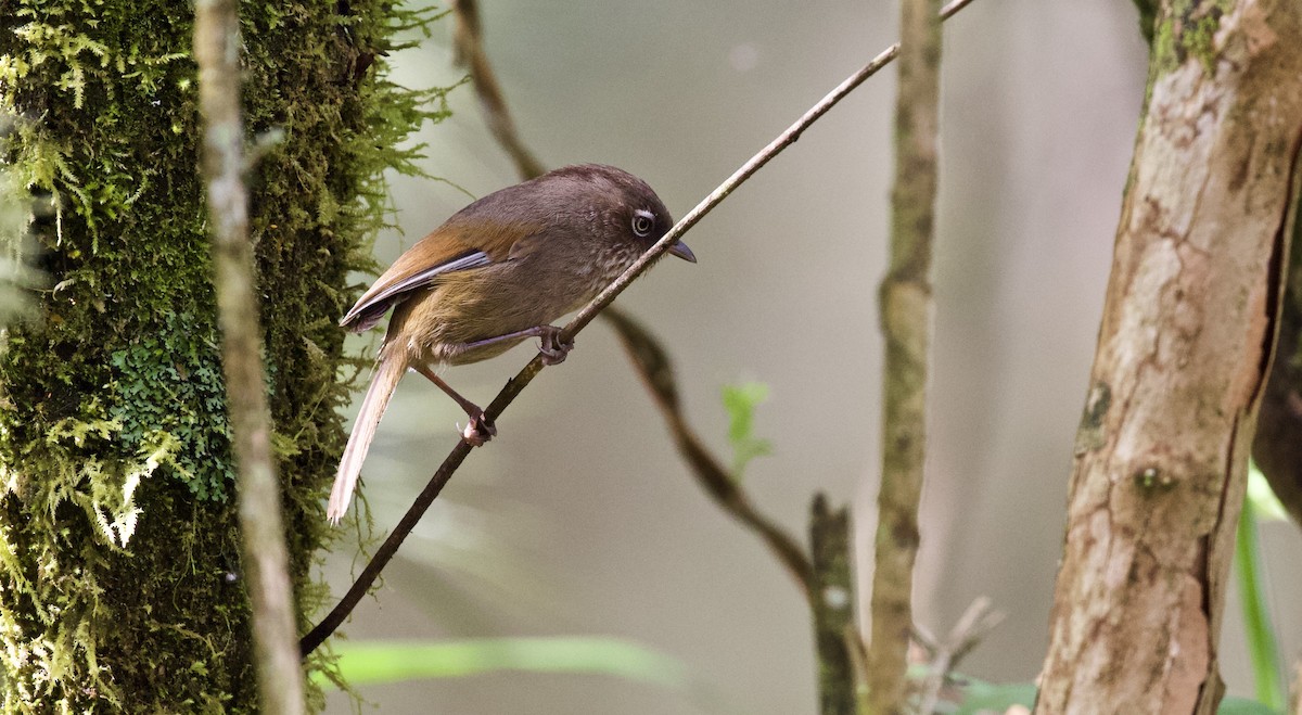 Taiwan Fulvetta - ML160098431