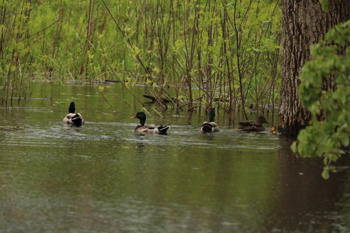 Canard colvert - ML160100391