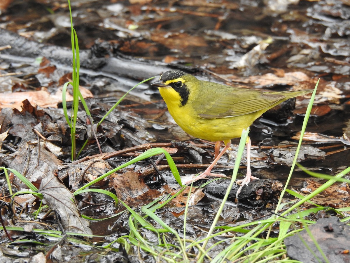 Kentucky Warbler - Euan Aitken