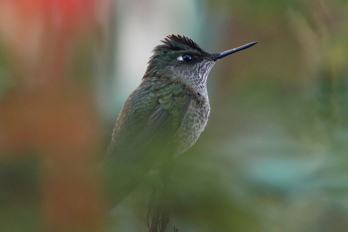 Green-backed Firecrown - ML160103261