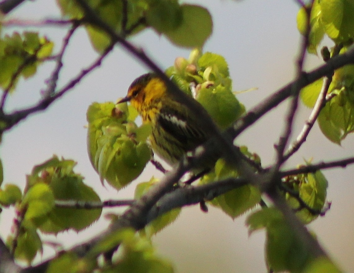 Cape May Warbler - ML160103581