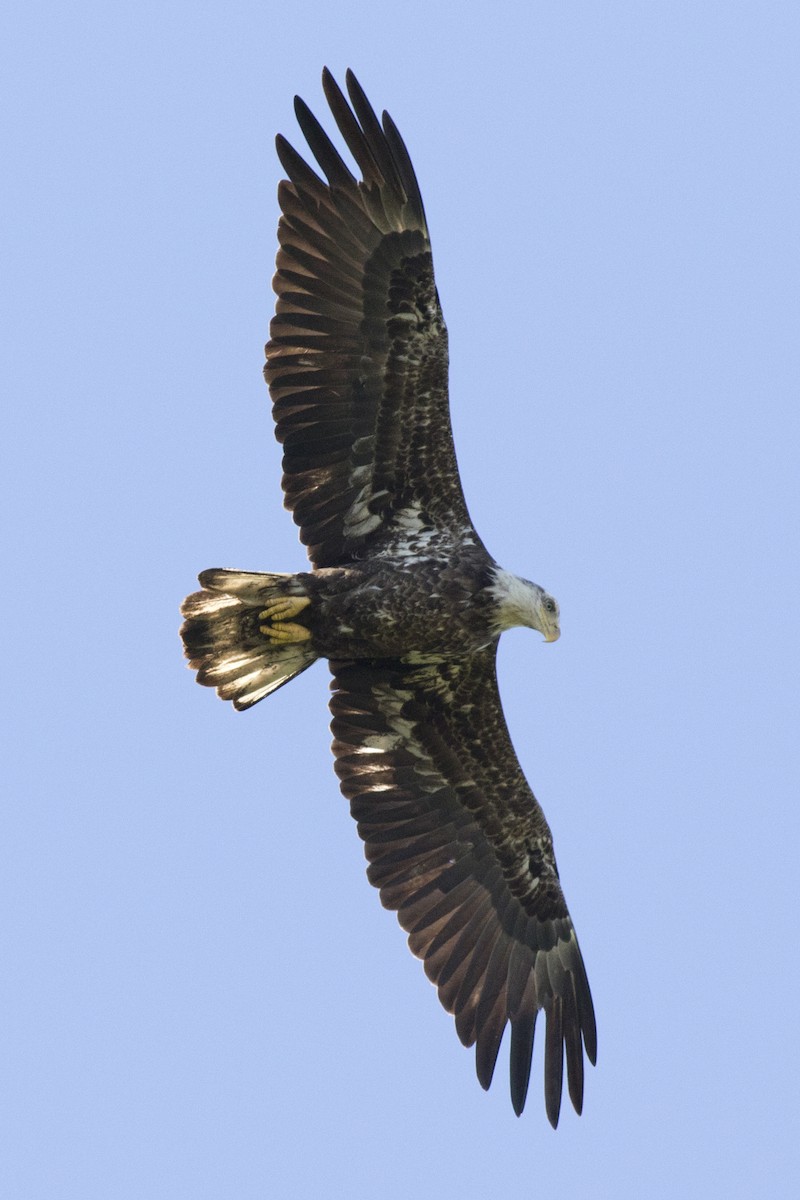 Bald Eagle - David Brown