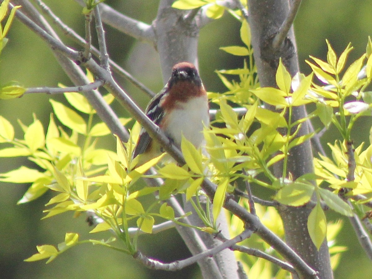 Bay-breasted Warbler - Tim F