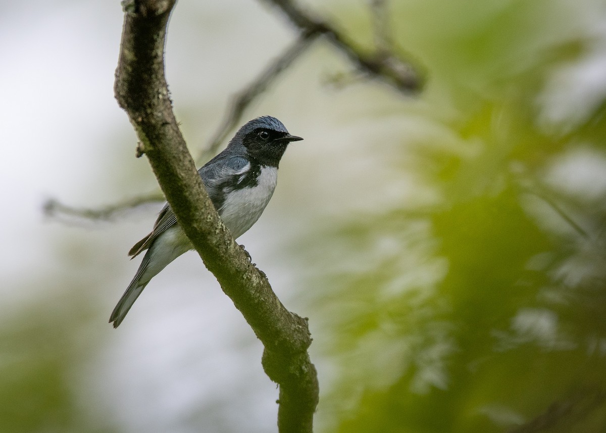 blåparula - ML160104791