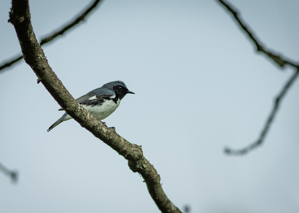 blåparula - ML160104911