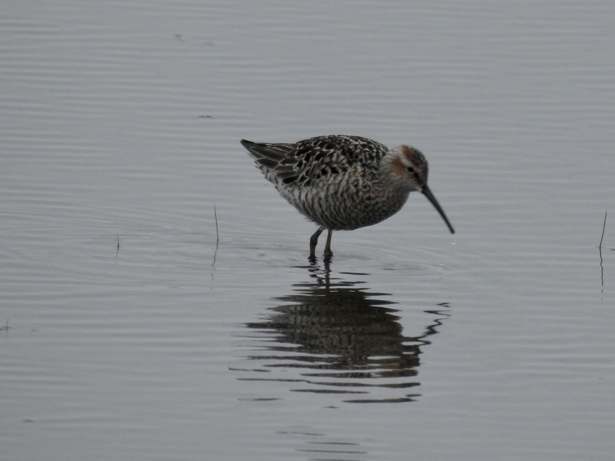 Stilt Sandpiper - ML160108241