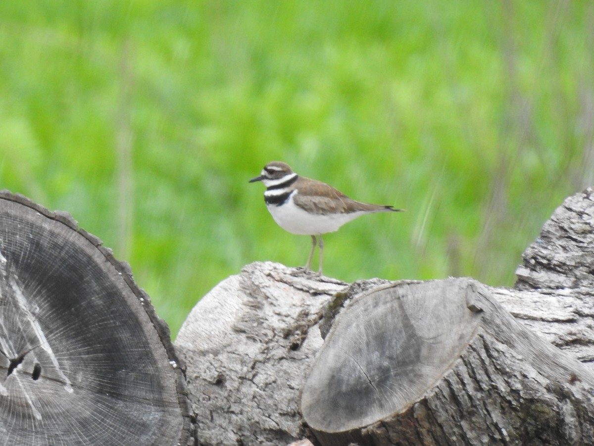 Killdeer - ML160108281