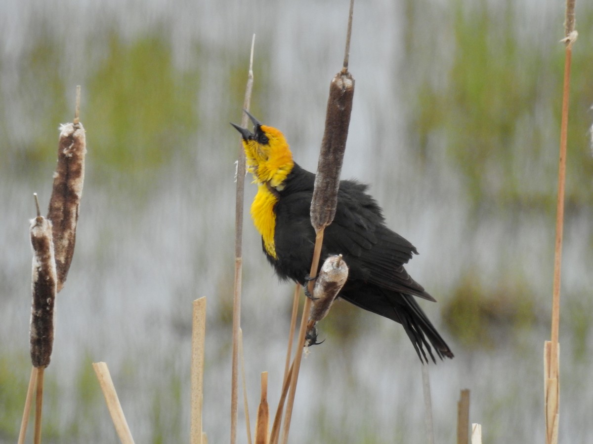 Yellow-headed Blackbird - ML160109221