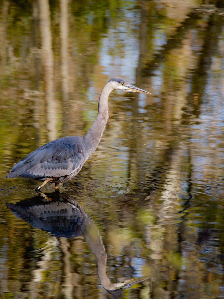 Garza Azulada - ML160109351