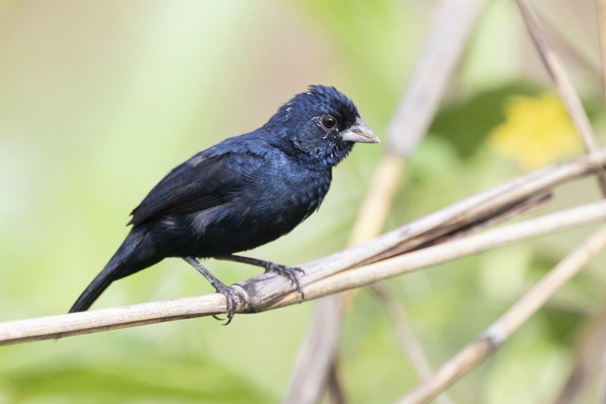 Blue-black Grassquit - Marcelo Corella