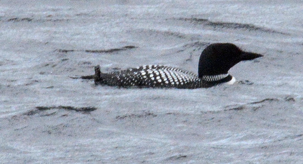 Common Loon - ML160114551